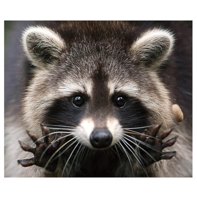 Raccoon Animal, 5D Diamond Painting Kits